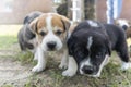 Three purebred alabai puppies. The puppy sat on another one. Funny photo with puppies, Small dogs playing. Breeding of