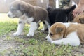 Three purebred alabai puppies. The puppy sat on another one. Funny photo with puppies, Small dogs playing. Breeding of