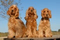 Three purebred cockers Royalty Free Stock Photo