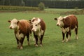 Purebred Hereford cattle outside on meadow