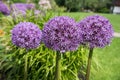 Three purple allium balls, in the garden