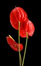 Three purple anthurium Flamingo flowers. Royalty Free Stock Photo