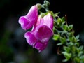 Three purple bellshaped flowers Royalty Free Stock Photo