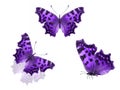 three purple butterflies isolated on a white background Royalty Free Stock Photo