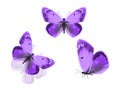 three purple butterflies isolated on a white background Royalty Free Stock Photo