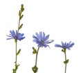 Three Purple Chicory Flowers Stand Upright Royalty Free Stock Photo