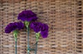 Purple carnations