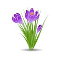 Three purple crocus blooming flowers on white. Spring colorful plants with buds close up. Crocus flowers signs for greeti Royalty Free Stock Photo