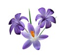 Three Purple Crocus Flowers Royalty Free Stock Photo