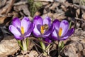 Three purple crocus flowers with a bee on dry leaves background Royalty Free Stock Photo