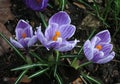 Three purple crocus flowers Royalty Free Stock Photo