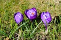 Three purple crocus flowers. Royalty Free Stock Photo