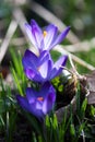 Purple Crocus Trio Royalty Free Stock Photo