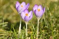 Three purple crocus Royalty Free Stock Photo