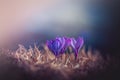 three purple crocus growing from the grass in spring Royalty Free Stock Photo