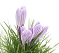 Three purple crocuses in the green grass Royalty Free Stock Photo