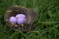 Three purple easter eggs lie in the nest on the green grass Royalty Free Stock Photo