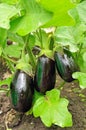 Three purple eggplants Royalty Free Stock Photo