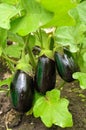 Three purple eggplants Royalty Free Stock Photo