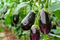 Three purple eggplants hanging from a plant Royalty Free Stock Photo