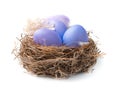 Three purple eggs in a nest with a feather and flowers isolated on a white background. Royalty Free Stock Photo