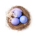 Three purple eggs in a nest with a feather and flowers isolated on a white background. Royalty Free Stock Photo