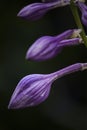 Three purple buds, flower material