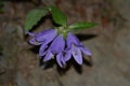 three purple flowers like bluebells