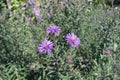 Three purple flowers of New England asters