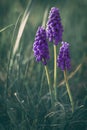 Three purple grape hyacinth standing alone in the meadow Royalty Free Stock Photo