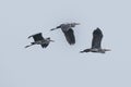 Three PURPLE grey heron flying