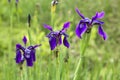 Three Purple Irises Royalty Free Stock Photo