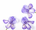 Three purple irises on white background. Flat lay Royalty Free Stock Photo
