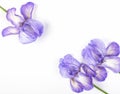 Three purple irises on white background. Flat lay