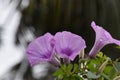 three purple morning glories with dewdrop on a bokeh background Royalty Free Stock Photo