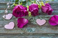 Three purple roses with waterdrops and pink hearts Royalty Free Stock Photo