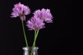 Three purple shallot flowers isolated on black background