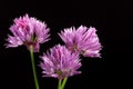 Three purple shallot flowers isolated on black background