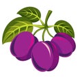 Three purple simple vector plums with green leaves