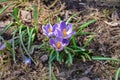 Three purple spring crocuses growing Royalty Free Stock Photo