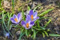 Three purple spring crocuses growing Royalty Free Stock Photo
