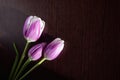 Three purple tulips lie on a dark background for a postcard