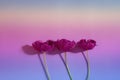 Three purple tulips on rainbow gradient backdrop with copy space.