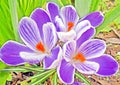 Three purple white crocuses Royalty Free Stock Photo