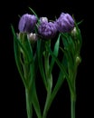 Three purpleTulip flowers with green leaves, young flowers, buds. Black background.