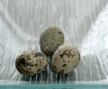 Three quail eggs