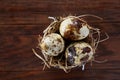 Three quail eggs in hay nest over dark wooden background, close up, selective focus Royalty Free Stock Photo