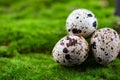 Three quail eggs lie on the green grass. bird eggs fell out of the nest. close-up Royalty Free Stock Photo
