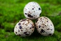 Three quail eggs lie on the green grass. bird eggs fell out of the nest. close-up Royalty Free Stock Photo