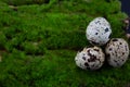 Three quail eggs lie on the green grass. bird eggs fell out of the nest. close-up Royalty Free Stock Photo